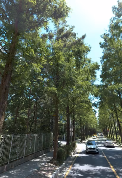 tree photo