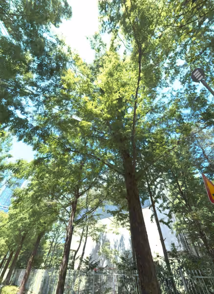 tree photo