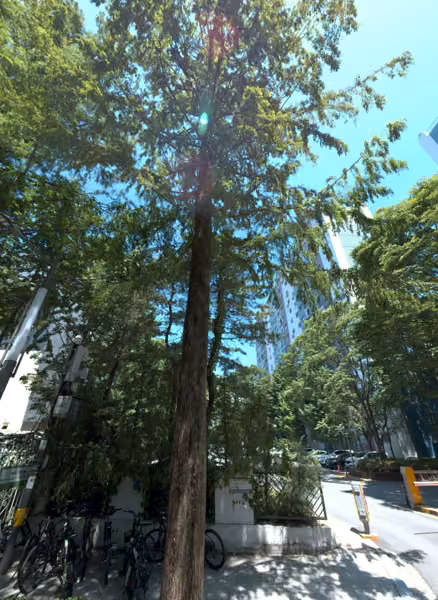 tree photo