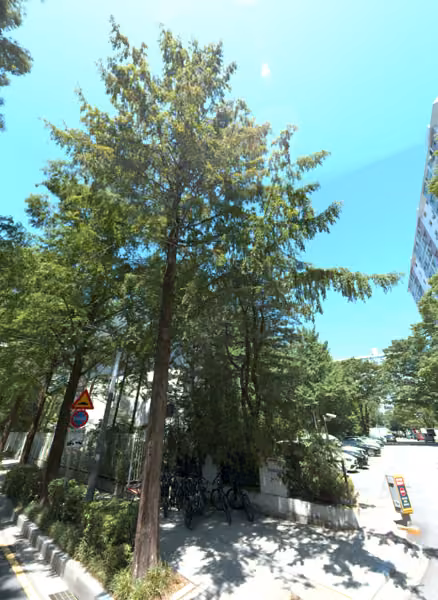 tree photo