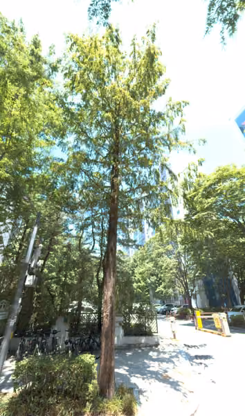 tree photo