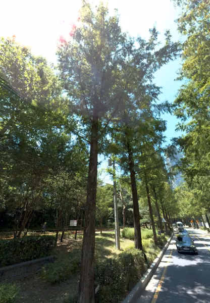 tree photo