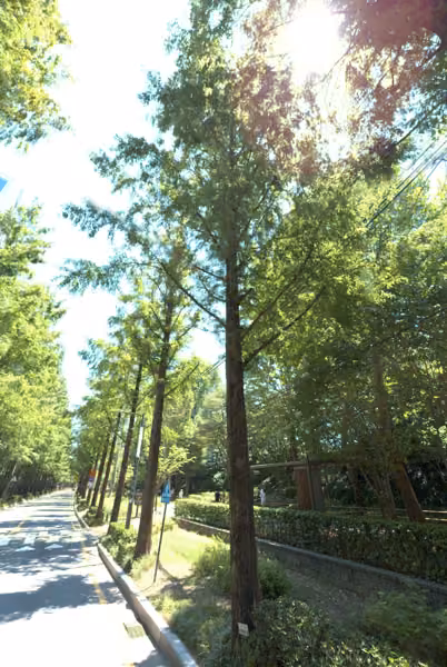 tree photo