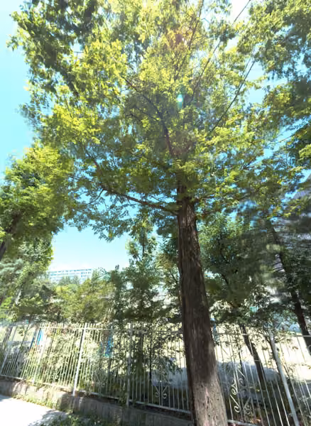 tree photo