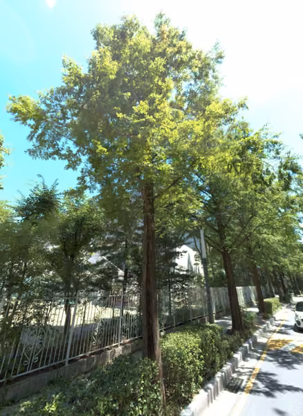 tree photo