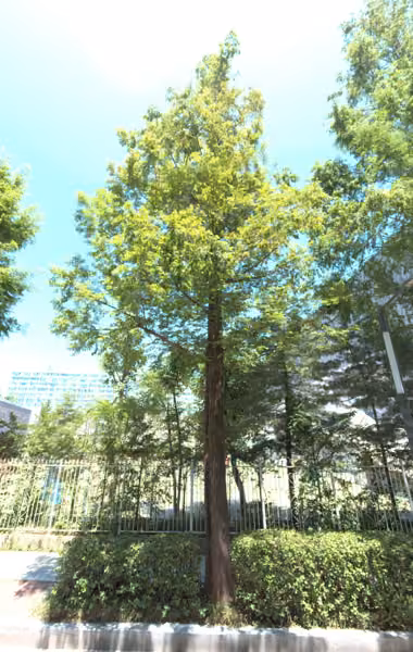 tree photo