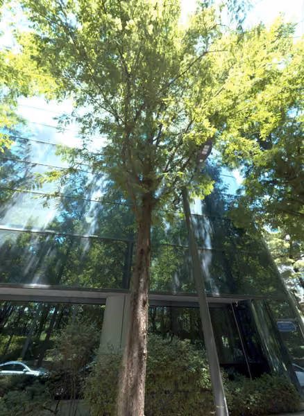 tree photo