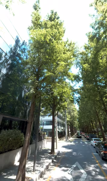 tree photo
