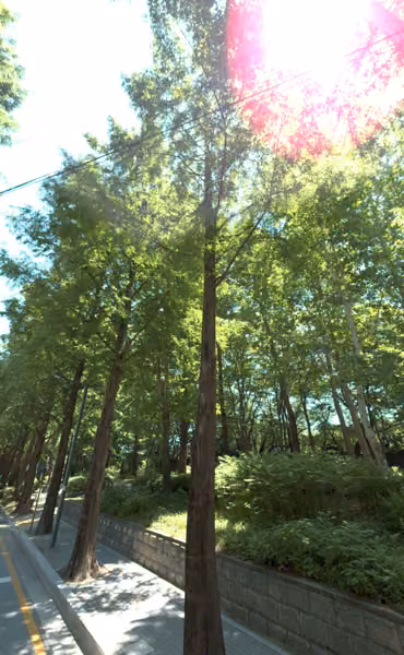 tree photo