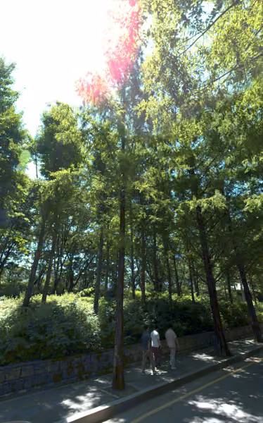 tree photo