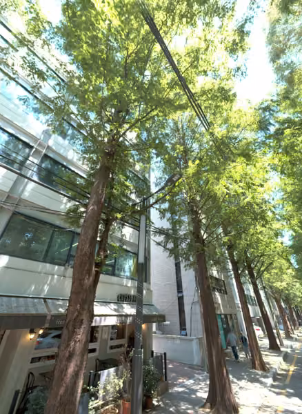 tree photo