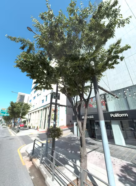 tree photo
