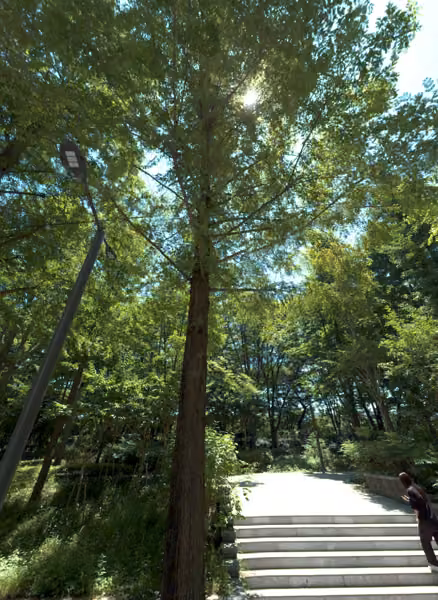 tree photo