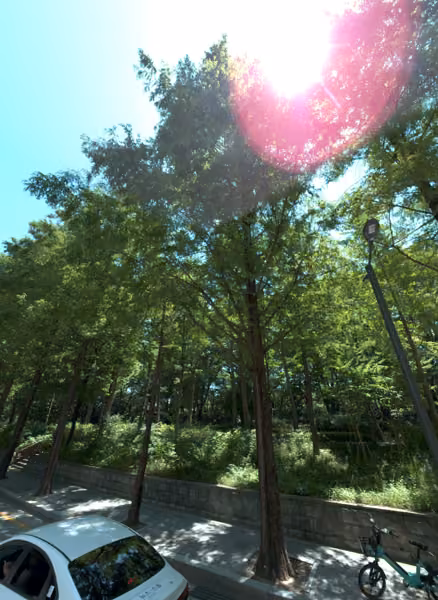 tree photo