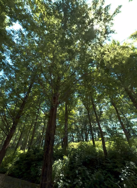 tree photo