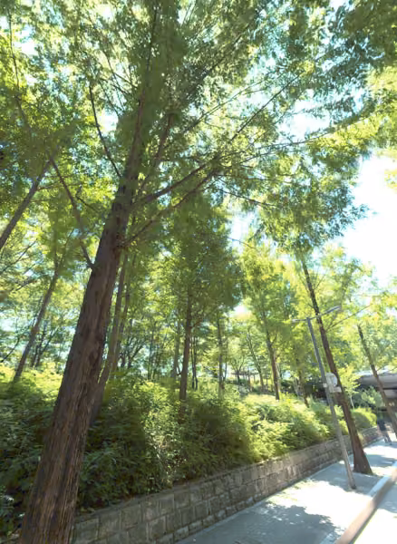tree photo
