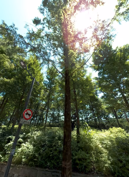 tree photo