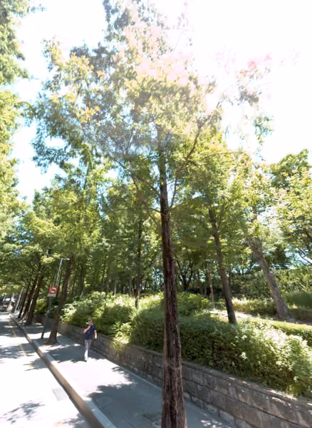 tree photo