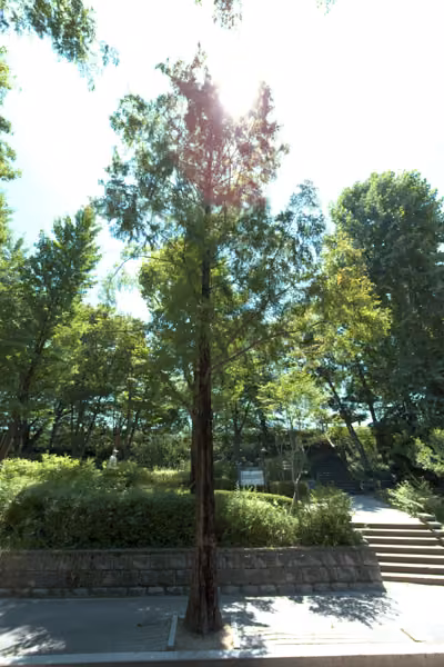 tree photo