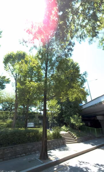 tree photo