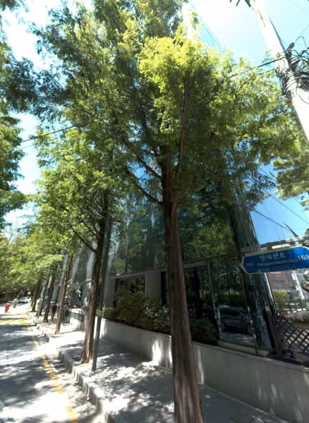 tree photo