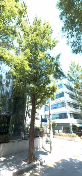 tree photo