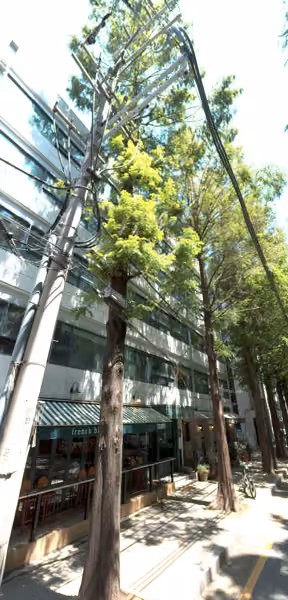 tree photo