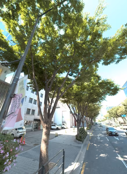 tree photo