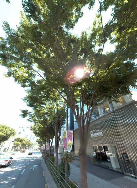 tree photo