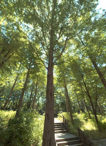 tree photo