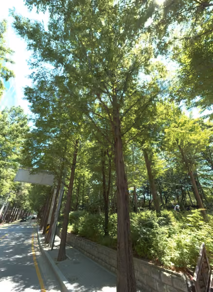 tree photo