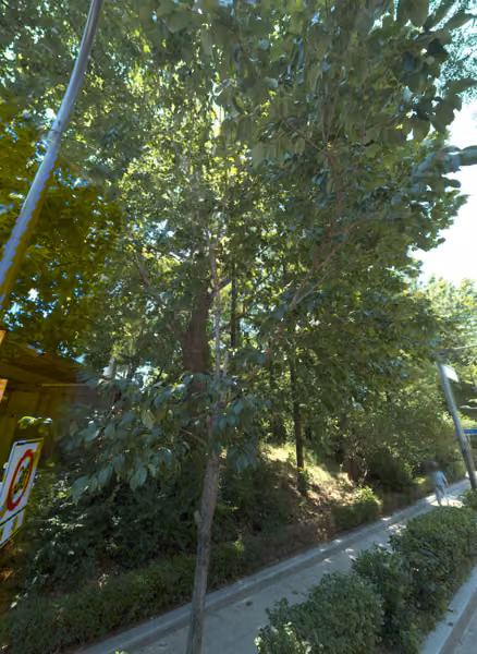 tree photo