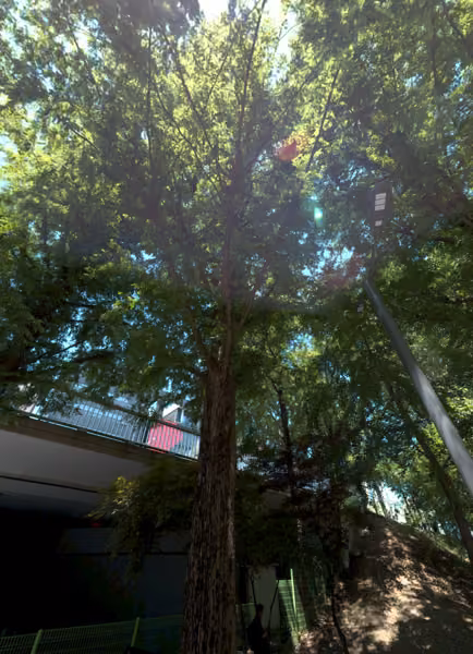 tree photo