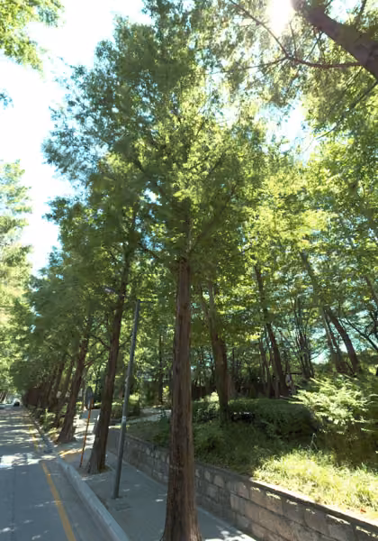 tree photo