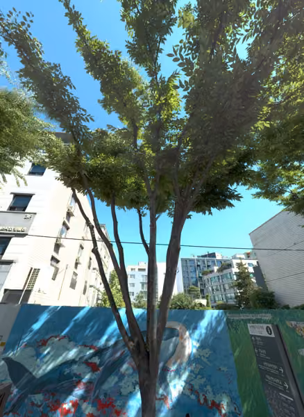 tree photo