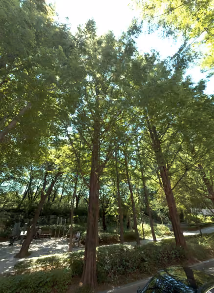 tree photo