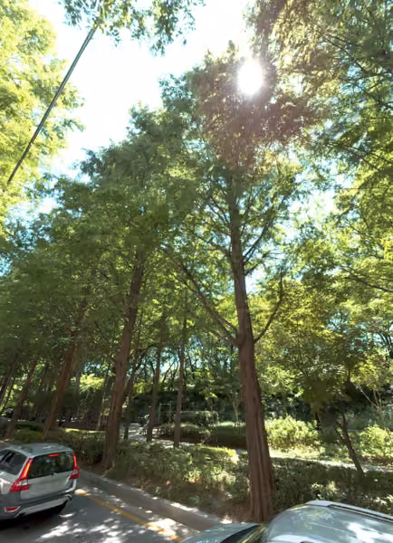 tree photo