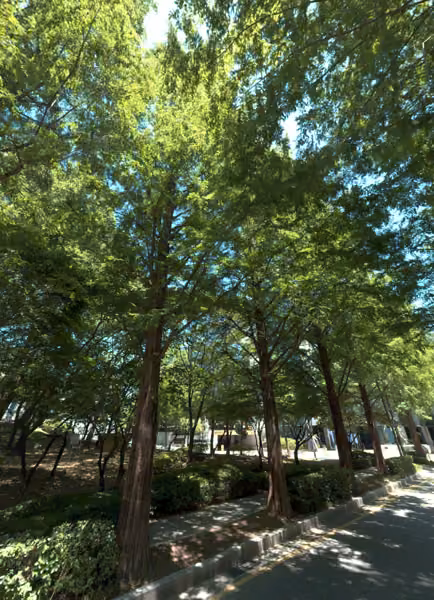 tree photo