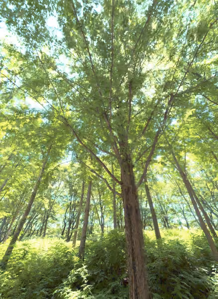 tree photo