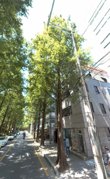tree photo