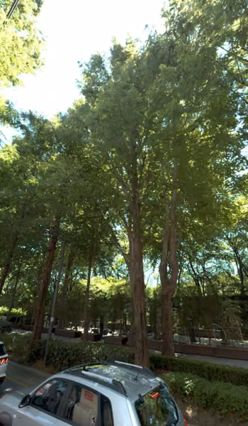 tree photo