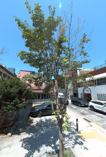 tree photo