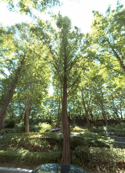tree photo