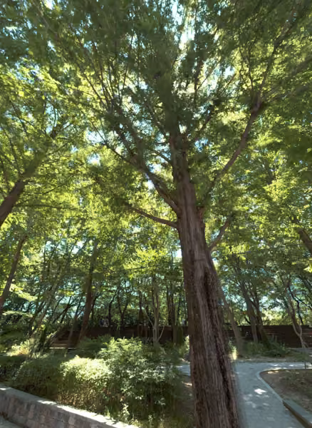 tree photo