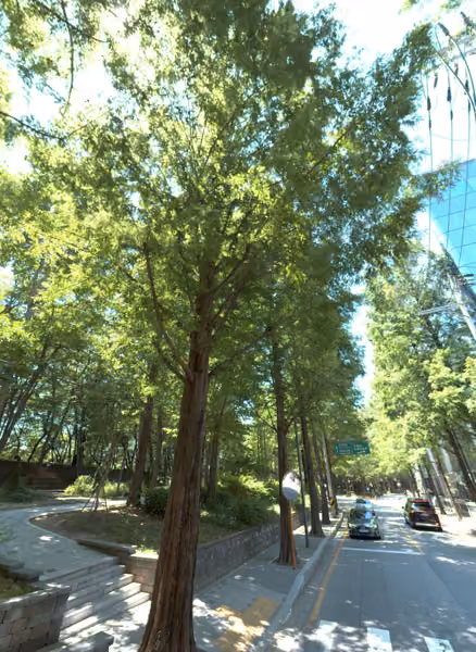 tree photo