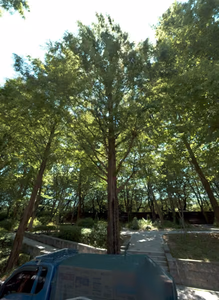 tree photo