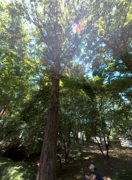 tree photo