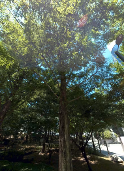 tree photo