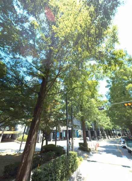tree photo