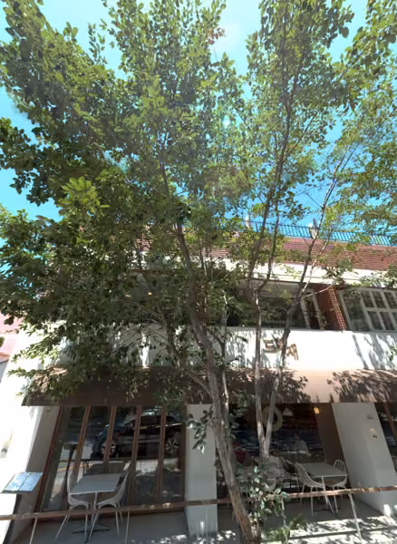 tree photo